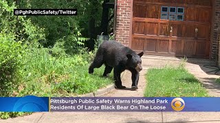 Large Black Bear On The Loose, Pittsburgh Public Safety Warns Highland Park Residents To Get Indoors
