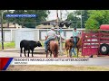 Bremond citizens herd surviving cattle from 18-wheeler accident