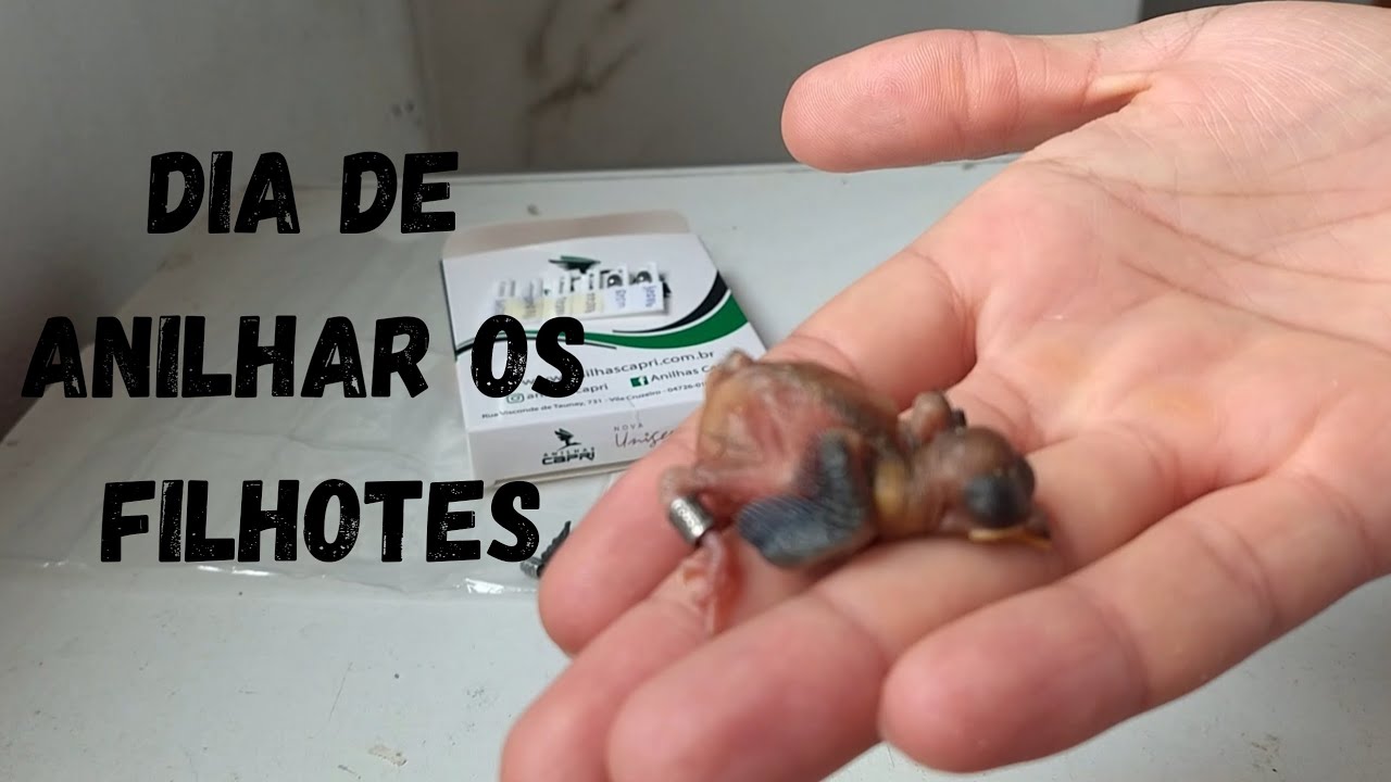 Como anilhar e como declarar o nascimento de filhotes no SISPASS