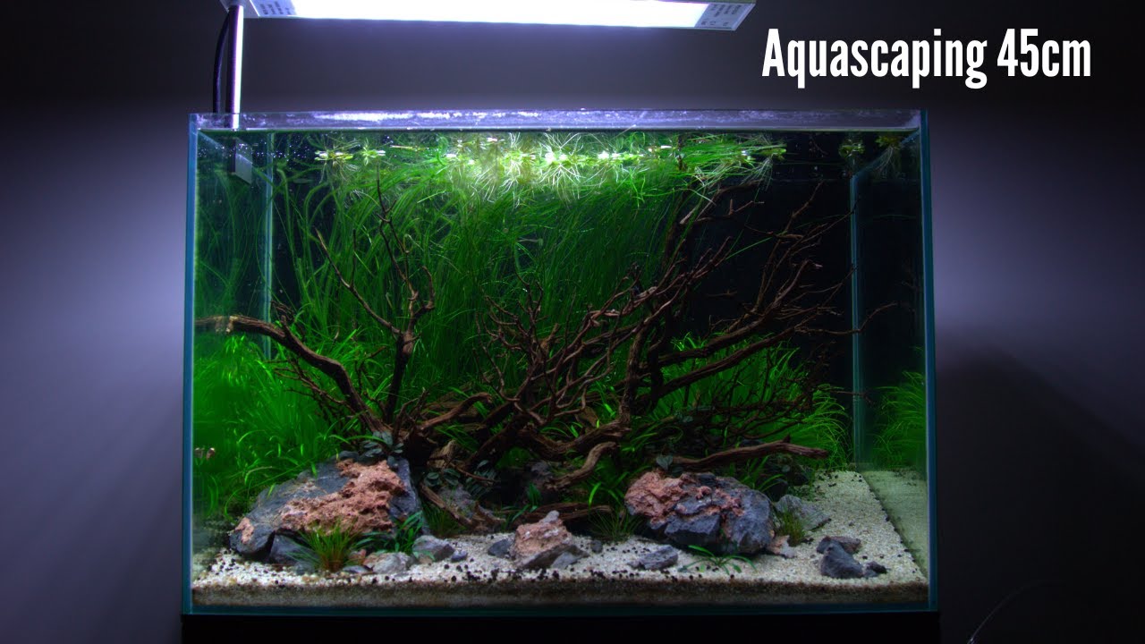 tentoonstelling spiegel Huiswerk Aquarium aquascape 45 cm - YouTube