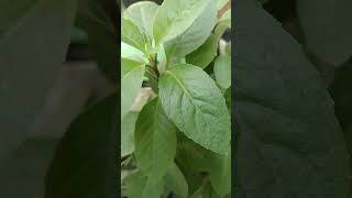 Download Lagu Manfaat daun sambung nyawa untuk kesehatan #pertanian #tanikasihchannel #manfaat #kasih #obat MP3