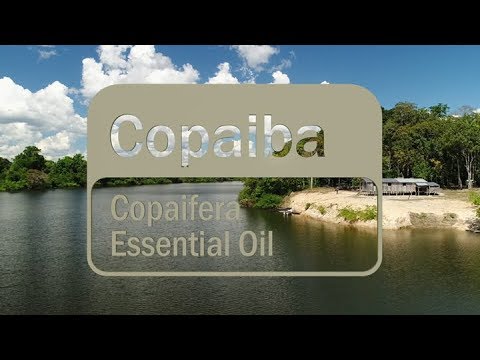 Co-Impact Sourcing: Copaiba (Translated Subtitles)