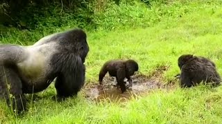 Sabyinyo Silverback Gorillas in The Mountain by Discovery Animals 2,397 views 2 years ago 4 minutes