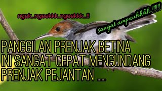 SUARA PANGGILAN PRENJAK BETINA MEMANCING BIRAHI PRENJAK JANTAN