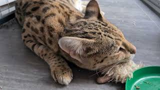 Savannah cat Amiga (F1) ❤️ by LovelySavannah Cats & Nebulosa Bengals 370 views 7 months ago 1 minute, 3 seconds