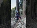 Lumberjack skunk 伐倒