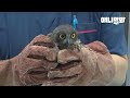 나를 아빠로 아는 아기새를 위해 이별을 택했습니다ㅣ The Reason Why A Baby Hawk Owl Raised By Humans Saw The Doctor Is