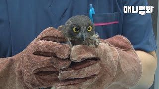 The Reason Why A Baby Hawk Owl Raised By Humans Saw The Doctor Is