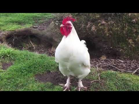 Horoz Sesleri Birbirinden Farklı ve Güzel 🐓🐓 // Rooster Noise Very Sweet and Beautiful 🐓🐓