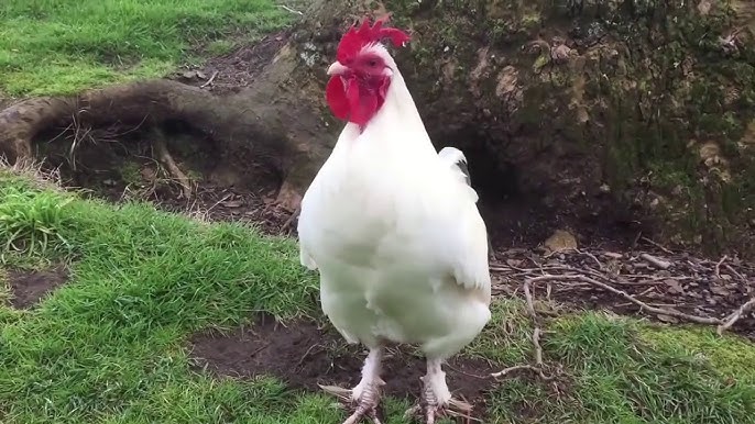 karanlık orman (çocuk oyunu) - mnblclr karanlık orman (çocuk oyunu) - mnblclr