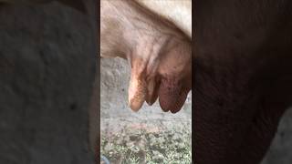 Beautiful Yummy Red Udders Of Cow