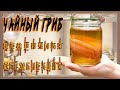 Чайный Гриб Комбуча | Вторичная Ферментация | Батя Может