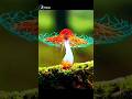 world most beautiful mushrooms 🍄/different types of mushroom/#mystery #curiousfacts #mushroom #short