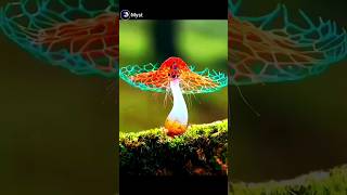world most beautiful mushrooms 🍄/different types of mushroom/#mystery #curiousfacts #mushroom #short