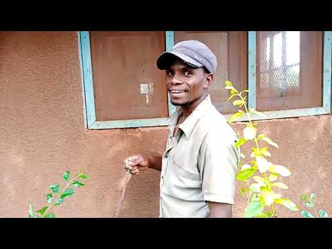 Video: Jinsi Ya Kuteka Mchwa