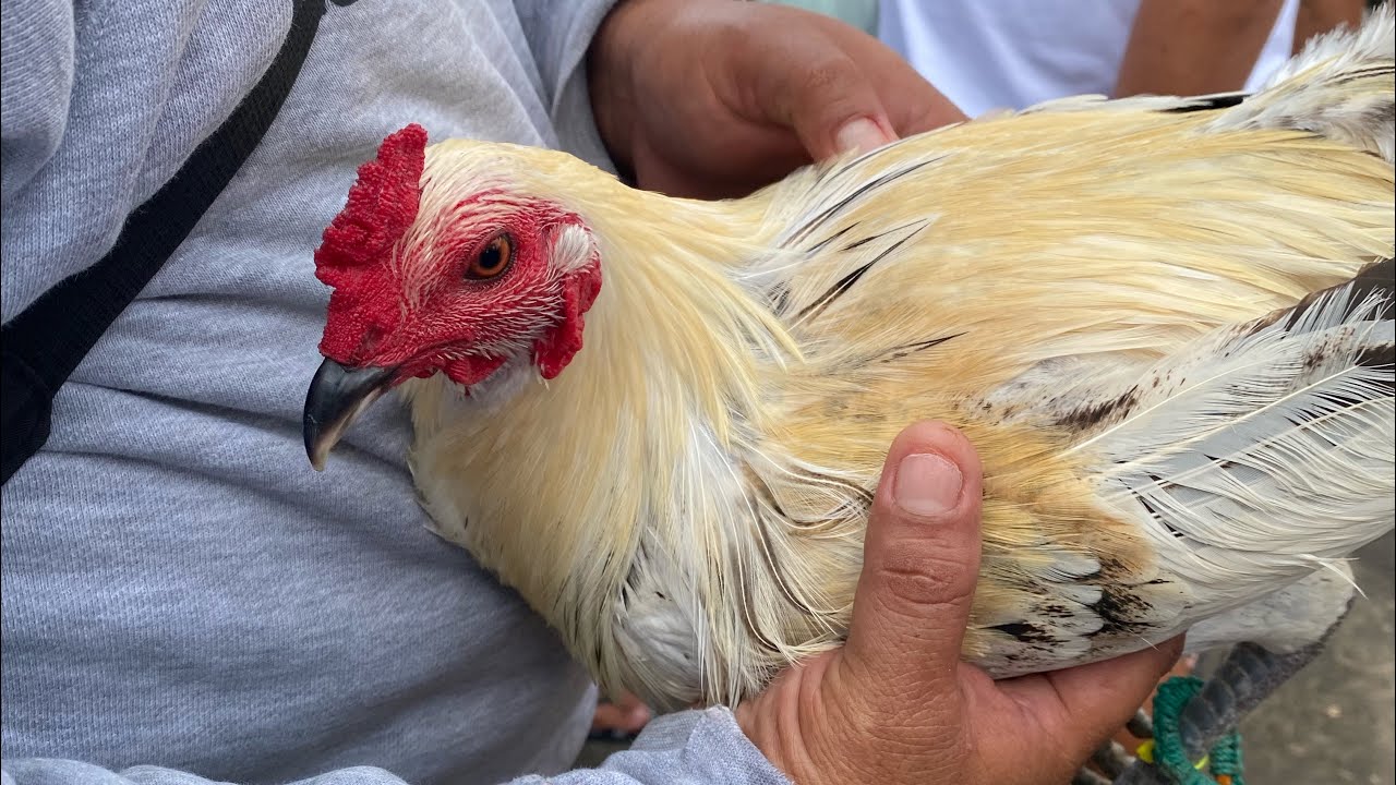 Episode 23: Manok Expo sa Carbon Public Market Cebu City price Update 