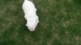 English Bulldog puppy 3 months Winston part 2.AVI