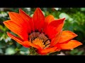 Relaxing Nature View 🍃 | Mind Fresh Karne Wala Video#nature #naturevideo #peaceful #naturelandscape 
