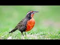 Aves de Chile | Loica canto #9