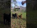 🐾 Boris the Animal vs. Falling Leaves! 🍂😂 #Shorts