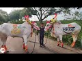 बळीराजाची लेकरं/Bailpola /बैलपोळा कोठुरे/ Bull Animal Festival Maharashtra 2021 HD.