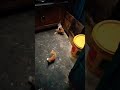Little Cute Cat funny Real Shorts video #cat  #shortvideo #funniestvideo #funnymoment #malaysia