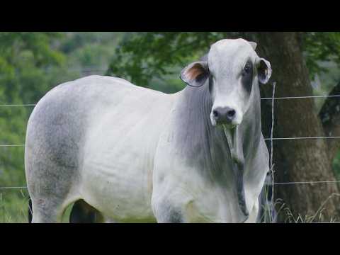 LOTE 17 API 6721