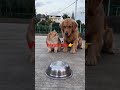 😂 Unexpected Moment That Made Everyone Laugh | Flow Genius