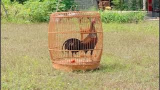 Bekisar Trenggalek Menanti Kontes