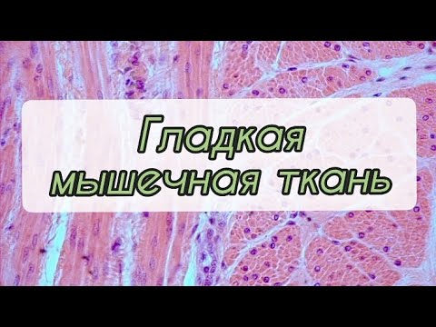 Гладкая мышечная ткань