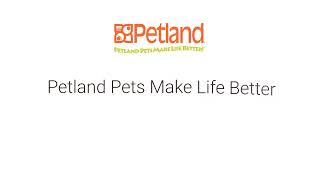 Bring Home A Lovable Puppy Today by Petland Tulsa 3,047 views 1 year ago 16 seconds