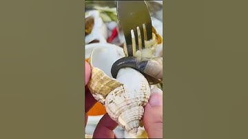 Ốc Bulot phiên bản mập ú na ú nần MINOS .COM.VN #minos #hảisảnminos #seafood #minos2