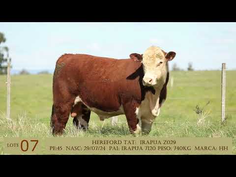 LOTE 07   Z029