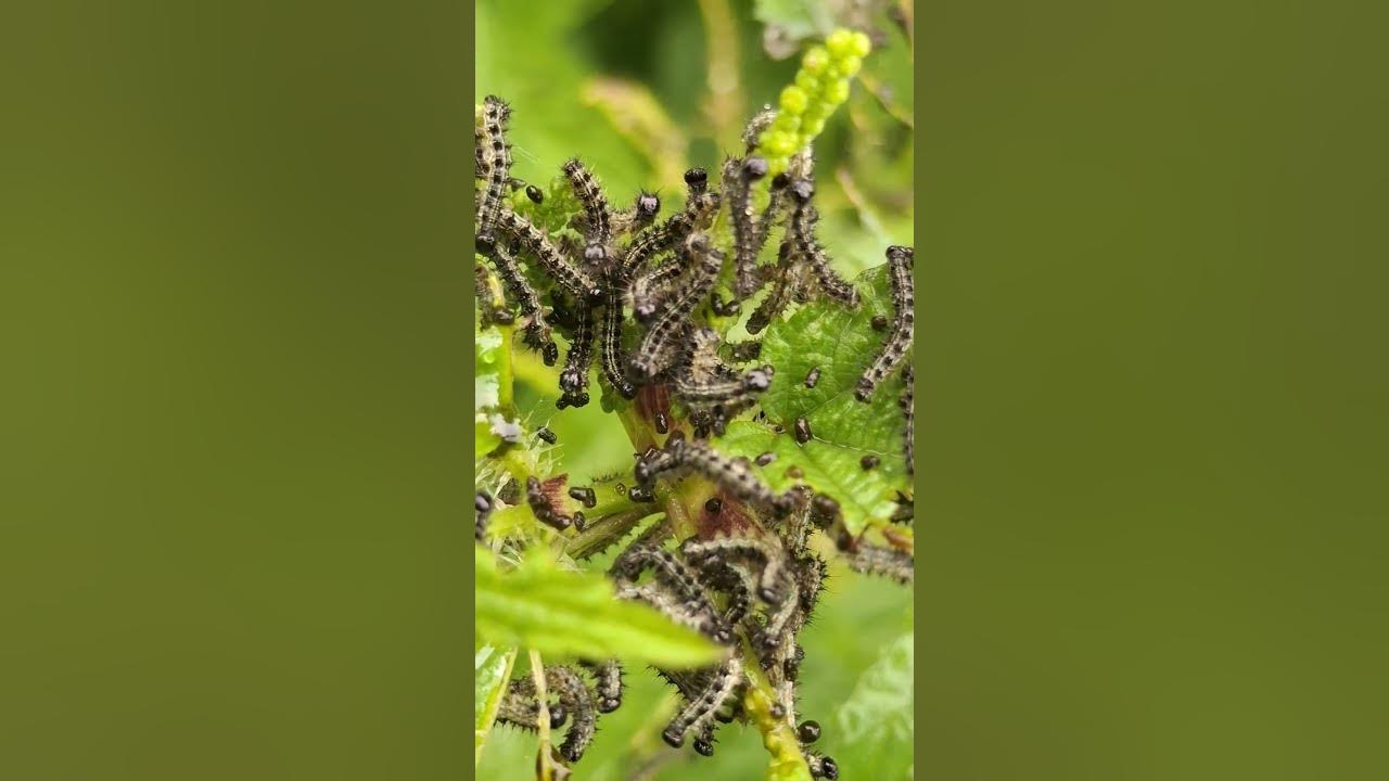 Dangerous caterpillar 😳 #youtube #trending #reels #short #shorts #ytshorts #insects #nature #animals