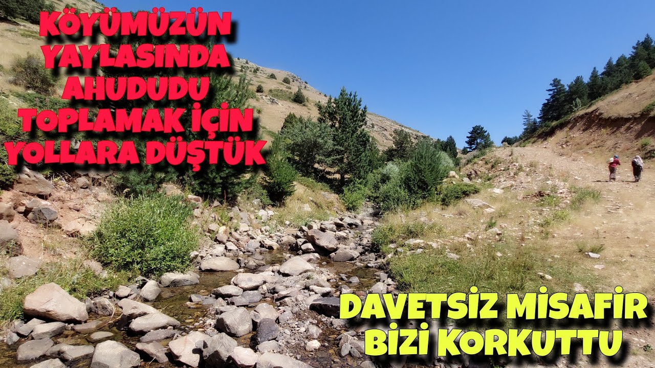 ŞEBİNKARAHİSAR - SARAYCIK KÖYÜ KÜLLÜK YAYLASI / YAYLA GEZİNTİSİ /AHUDUDU HASATI