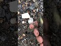 #mudlarking #shorts #bottle #makeup  A powderbox ? And a nicely colored bottle.