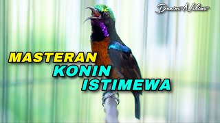 Download lagu KOMPILASI MEWAH MATERI KONIN GACOR FULL ISIAN TAJAM BREN CIBLEK - ZIPER COCOK BUAT MASTERING BURUNG