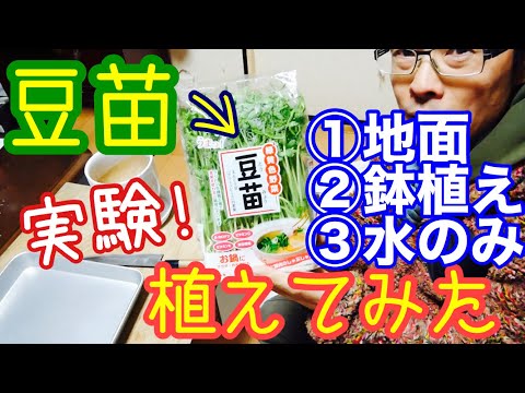 再生野菜栽培実験 豆苗を植えてエンドウ豆を収穫する リボベジ 年1月17日 5月22日 Youtube