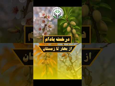 به جرات میگم بادام از کم دردسر ترین درخت های بومی ایران هست کشاورزی پایدار رویان رشد زراعت