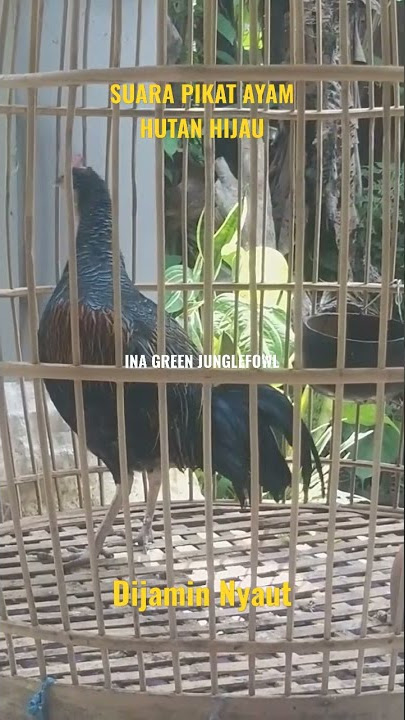 Suara Pikat Ayam Hutan Hijau | Dijamin Nyaut #ayamhutan #ayamhutanhijau #pikat