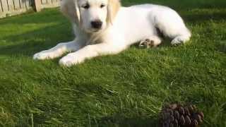 CUTEST GOLDEN RETRIEVER PUPPY? by HENRYHOBBS1 325 views 9 years ago 59 seconds