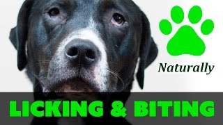 The top 20+ how to stop your dog from biting paws