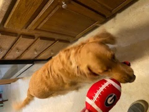My Golden Retriever Dog, was so happy that his team won a championship that he tore up the walls!