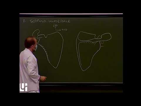 Vidéo: Anatomie De L'épaule, Zone Et Diagramme - Cartes Corporelles