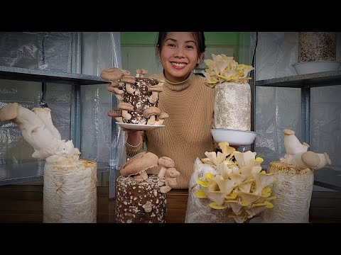 Video: Trồng Nấm Porcini Tại Nhà