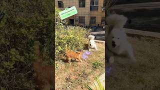 Funny Dogs cat 🦴💕🐕🐶🐾🐱🐈😺#shortsfeed #shorts#reels #ytshorts #dog #puppy #cat #pets #love #cute #funny