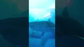 Le ragazze sono cadute sul fondo del mare in una gabbia chiusa. 😱