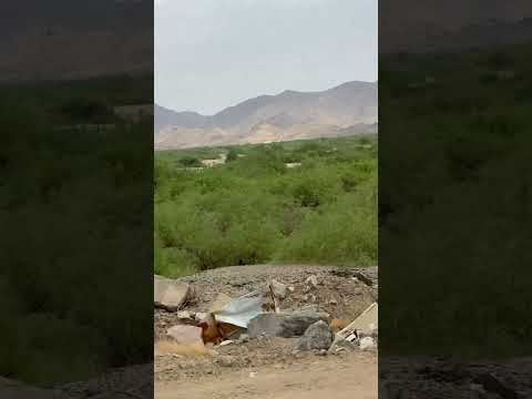 خذ لك مسواك من شجر الأراك Salvadora Persica