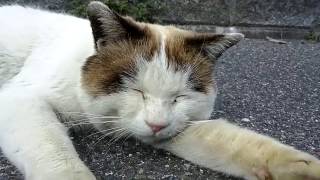 琵琶湖の漁港にいた猫、寝言言ってます
