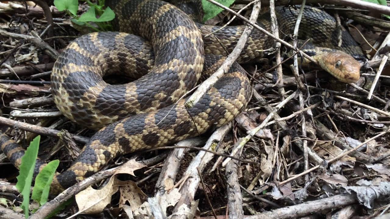Fox Snake Rattle Outside Nature Center Youtube
